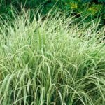 how to kill invasive ornamental grasses
