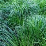 how to kill invasive ornamental grasses
