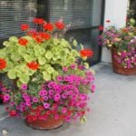 how to water container plants