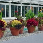 how to water container plants image