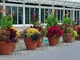how to water container plants