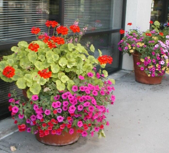 how to water container plants