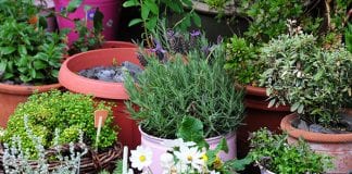 protecting container plants from animals