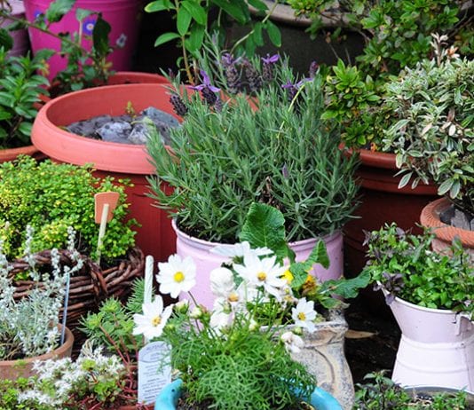 protecting container plants from animals