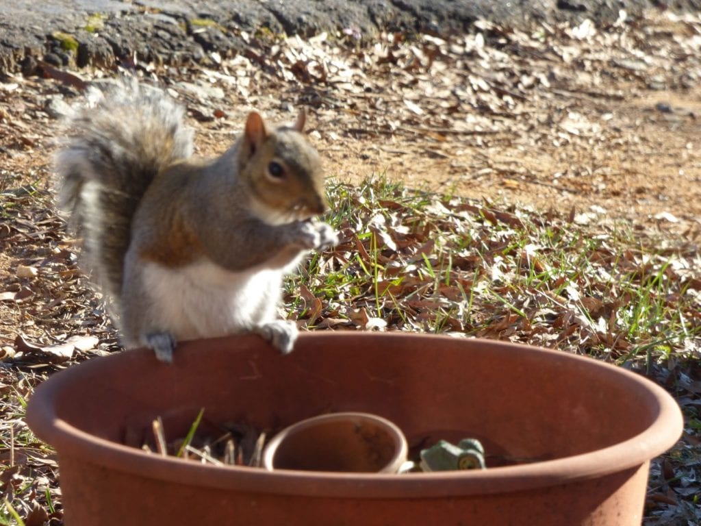 protecting container plants from animals