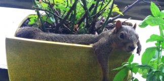 protecting potted plants from squirrels