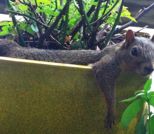 protecting potted plants from squirrels