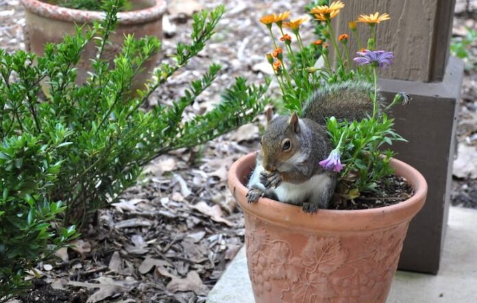 protecting potted plants from squirrels