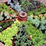 starting a herb garden at home