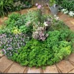 starting a herb garden at home image