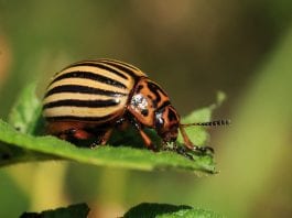 using plants as bug deterrent