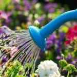 Watering Plants in Hot Weather