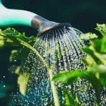 best time to water plants in hot weather