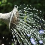 best time to water plants in hot weather image