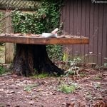how to turn a tree stump into an outdoor table