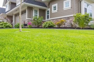 how to grow grass in sandy soil and shades