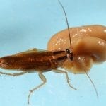 what to do after pest control sprays for roaches image