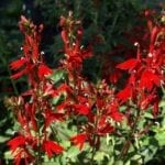 Cardinal Flowers