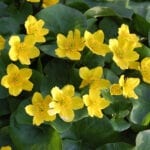 Marsh Marigold