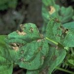 Phoma
