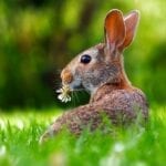 Rabbit Repellent
