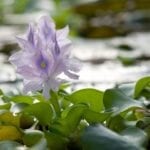 Water Hyacinth