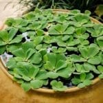 Water Lettuce