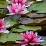 Water lillies