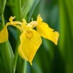 Yellow Flag Iris
