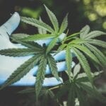 Cannabis
