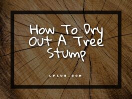 How To Dry Out A Tree Stump