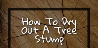 How To Dry Out A Tree Stump