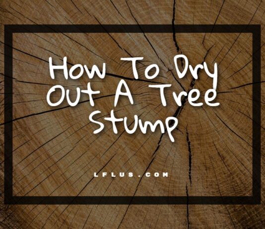 How To Dry Out A Tree Stump