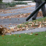 Best Cordless Leaf Blower For Drying Car