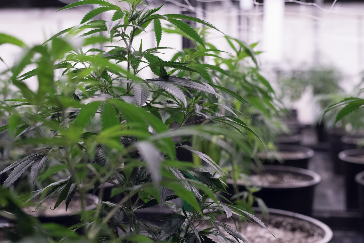 best commercial leaf vacuum