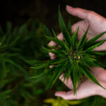 The Importance Of Ph Balance In Cannabis Cultivation