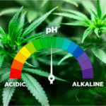 Why is a pH Level Important for Growing Cannabis