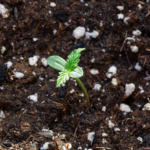 How to Adjust pH Levels