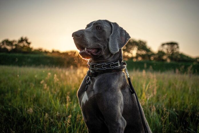 Black Dog With Collar