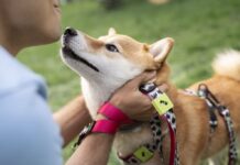 Shiba Inu with Collar