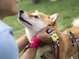 Shiba Inu with Collar