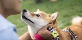 Shiba Inu with Collar