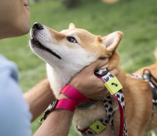 Shiba Inu with Collar