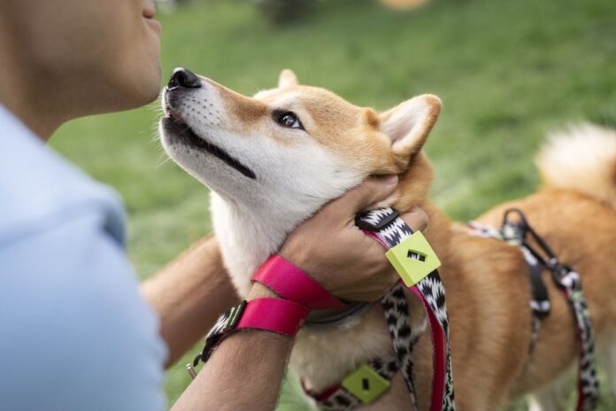 Shiba Inu with Collar