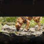 Search and Rescue Dog