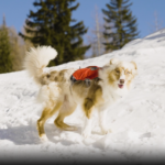 searching after falling snow