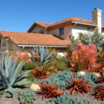Xeriscaping