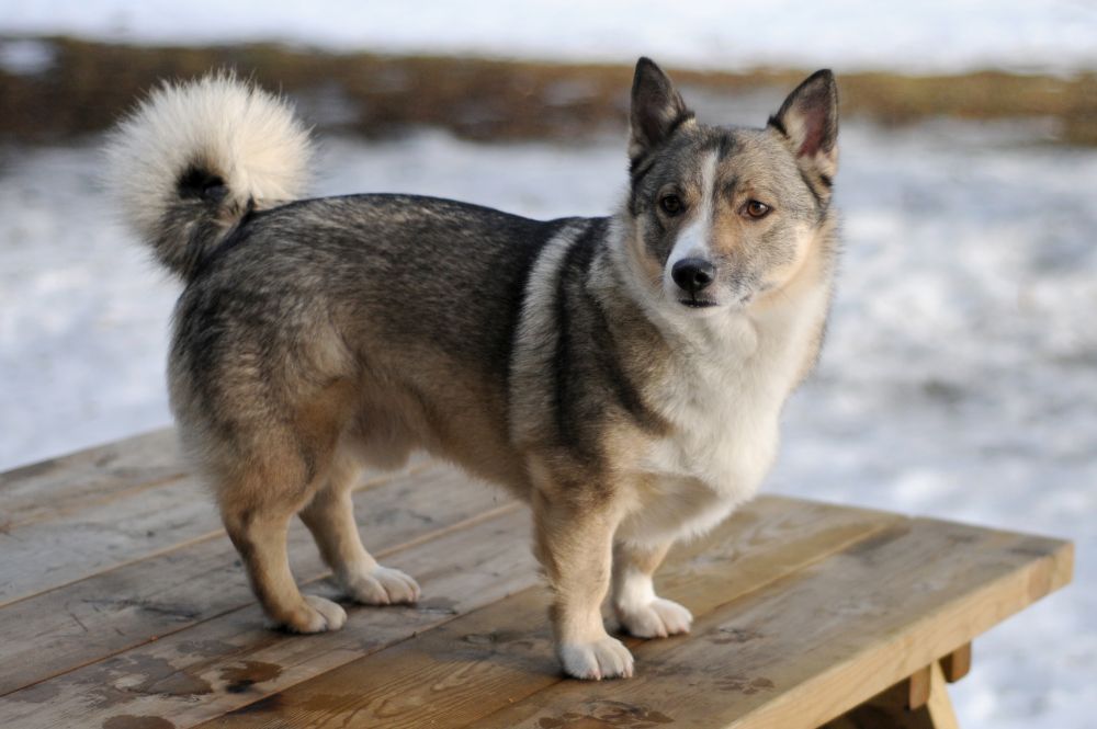 What Are the Most Popular Dogs in Sweden? - Garden, Sport & Outdoor Tools