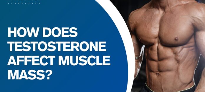 Testosterone plays a direct role in muscle maintenance