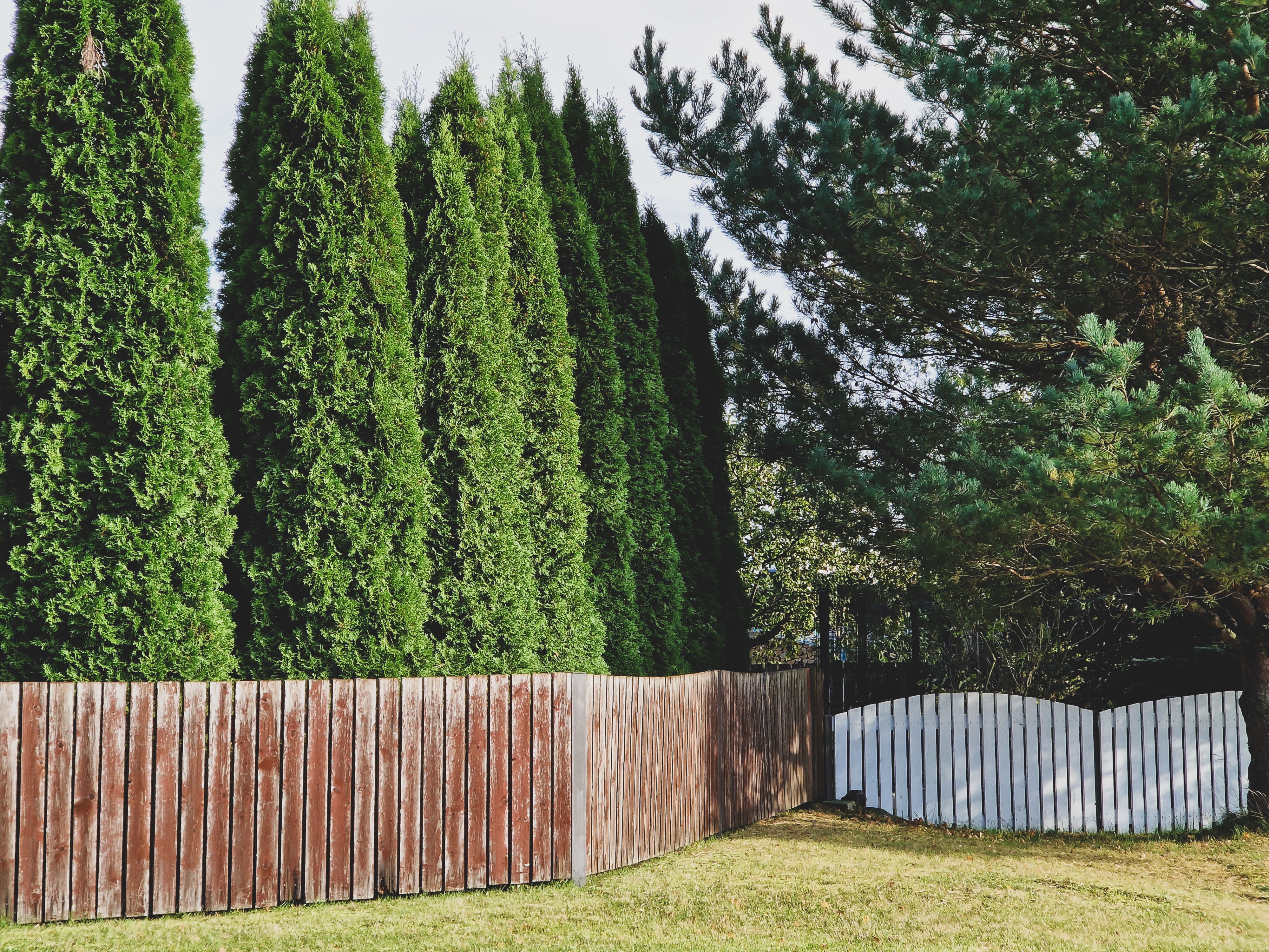 Row of evergreen thuja trees creating privacy behind a weathered garden fence